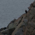 20120810_D7K_2795 – Version 3 (Day 5: The Cabot Trail)