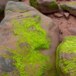 20120812_D7K_2957 (Day 7: Beachcombing)