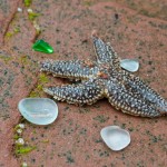 20120812_D7K_2966 (Day 7: Beachcombing)
