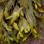 20120812_D7K_2982 (Day 7: Beachcombing)