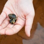 20120812_D7K_2983 (Day 7: Beachcombing)