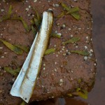 20120812_D7K_2986 (Day 7: Beachcombing)