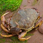 20120812_D7K_3000 (Day 7: Beachcombing)