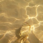 20120814_P1020044 (Day 9: North Shore and Lobster Supper)