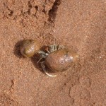 20120815_P1020072 (Day 10: South Shore)