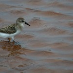 20120816_D7K_3336 (Day 11: Relaxing Day)