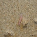 20120823_P1020105 (Day 18: Old Orchard Beach)