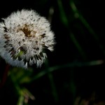 20120918_D7K_4632 (Around Island Falls)