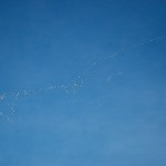 20120918_D7K_4634 (Around Island Falls)