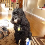 20121013_P1020153 (Chloe)