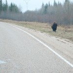 20121017_D7K_4966 (1) (Fort Smith, NWT)