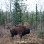 20121017_D7K_4968 (Fort Smith, NWT)