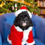 20121223_D7K_5489 (Two More Sleeps…)