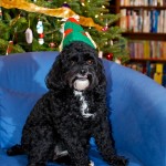 20121223_D7K_5492 (Two More Sleeps…)