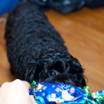 20121225_D7K_5507 (Christmas Day)