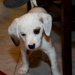 20121226_D7K_5549 (Boxing Day)