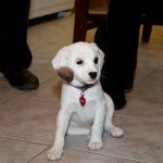 20121226_D7K_5551 (Boxing Day)