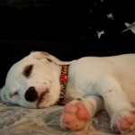 20130101_D7K_5806 (Happy New Year!)