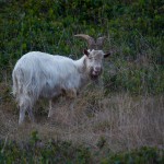 20130116_D7K_5861 (Saturna Island)