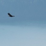 20130117_D7K_5913 (Saturna Island)