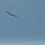 20130117_D7K_5914 (Saturna Island)