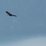 20130117_D7K_5915 (Saturna Island)