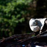 20130117_D7K_5927 (Saturna Island)