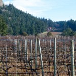 20130117_D7K_5928 (Saturna Island)