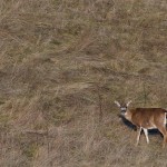 20130117_D7K_5933 (Saturna Island)