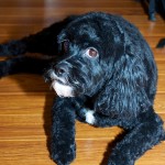 20130328_D7K_6404 (Spring Cut)