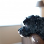 20130329_D7K_6414 (Spring Cut)