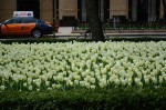 20130507-081025.jpg (A Week In Chicago)
