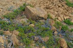 20130715_D7K_9344 (Day 6: Tablelands)