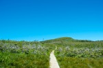 20130716_D7K_9480 (Day 7: Cruise Ship and Partridgeberry Hill)