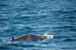 20130719_D7K_9743 (Day 10: Twillingate)