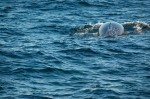 20130719_D7K_9748 (Day 10: Twillingate)