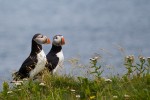 20130720_D7K_9903 (Day 11: Out of the Way Puffin Viewing)