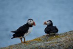 20130720_D7K_9919 (Day 11: Out of the Way Puffin Viewing)