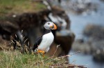 20130720_D7K_9929 (Day 11: Out of the Way Puffin Viewing)