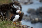 20130720_D7K_9932 (Day 11: Out of the Way Puffin Viewing)