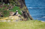 20130720_D7K_9947 (Day 11: Out of the Way Puffin Viewing)