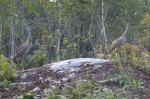 20130823_D7K_0386 (A week in Algoma)