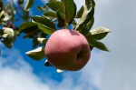20130922_D7K_0675 (Apple Picking)