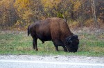 20131001_D7K_0836 (A Week in Wood Buffalo National Park)