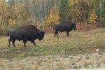 20131002_D7K_0856 (A Week in Wood Buffalo National Park)