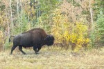20131002_D7K_0857 (A Week in Wood Buffalo National Park)