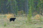 20131003_D7K_0867 (A Week in Wood Buffalo National Park)