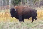20131004_D7K_0957 (A Week in Wood Buffalo National Park)