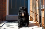 20131119_D7K_1122 (Shaggy Dog)