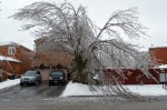 20131222_D7K_1156 (Ice Storm 2013)